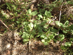 Anemopsis californica
