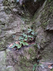 Peperomia leptostachya