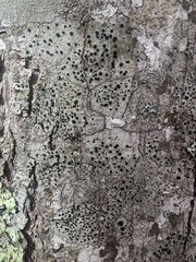 Mycoblastus sanguinarius