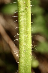 Anemopsis californica