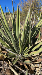 Yucca baccata