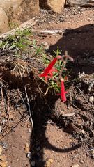 Penstemon rostriflorus
