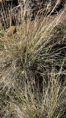 Muhlenbergia rigens