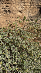 Brickellia californica