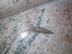 Orthoptera