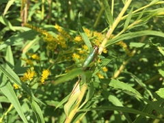 Conocephalus nigropleurum