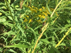 Conocephalus nigropleurum