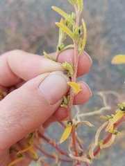 Corispermum villosum