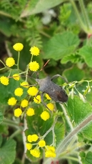 Elasmopoda