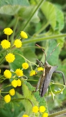 Elasmopoda