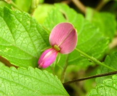 Desmodium tortuosum