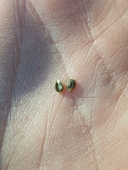 Corispermum villosum