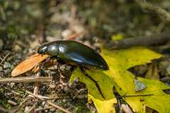 Hydrophilus triangularis