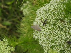 Polybia ignobilis