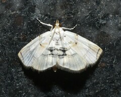 Glaphyriinae