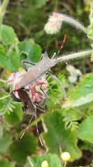 Elasmopoda