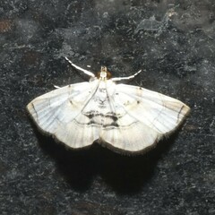 Glaphyriinae