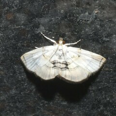 Glaphyriinae