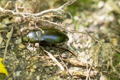 Hydrophilus triangularis