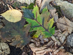 Apiognomonia errabunda