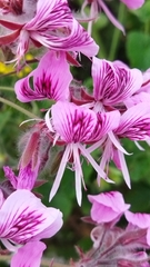 Pelargonium cordifolium