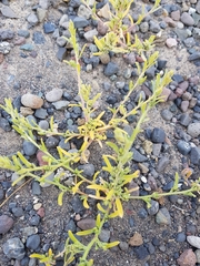 Corispermum villosum