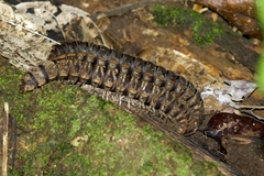 Nyssodesmus python