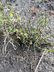 Laxmannia orientalis