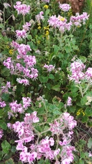 Pelargonium cordifolium