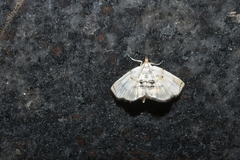 Glaphyriinae