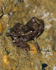 Craugastor polyptychus