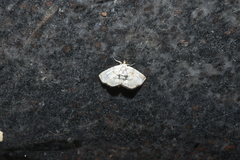 Glaphyriinae