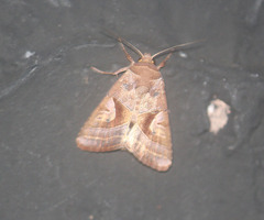 Conservula v-brunneum