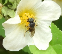 Augochlora nigrocyanea