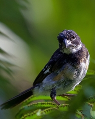 Sporophila morelleti