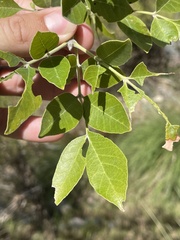 Fraxinus velutina