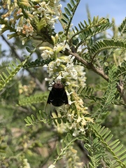 Copestylum violaceum