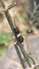 Papilio polyxenes asterius