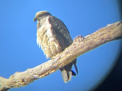 Haliaeetus leucocephalus