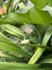 Sphenarium purpurascens