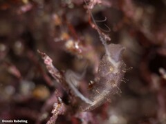 Vallicula multiformis