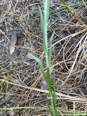 Pityopsis oligantha
