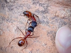 Camponotus vicinus
