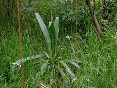 Furcraea parmentieri