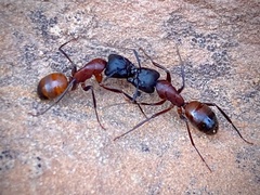 Camponotus vicinus