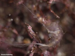 Vallicula multiformis