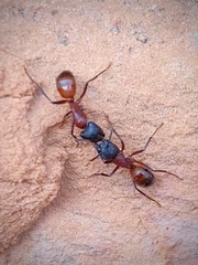 Camponotus vicinus