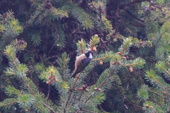 Periparus ater rufipectus