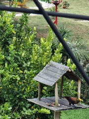 Psarocolius angustifrons