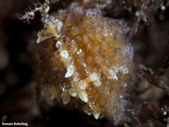 Thysanozoon brocchii